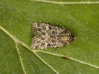 Sideridis reticulata 2, Gelijnde silene-uil, Saxifraga-Marijke Verhagen