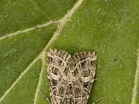 Sideridis reticulata 3, Gelijnde silene-uil, Saxifraga-Marijke Verhagen