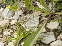 Siona lineata 8, Vals witje, Saxifraga-Marijke Verhagen