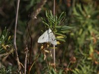 Sitochroa palealis 2, Bruidsmot, Saxifraga-Peter Meininger