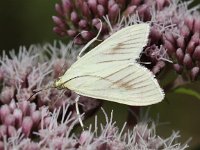 Sitochroa palealis 3, Bruidsmot, Saxifraga-Peter Meininger