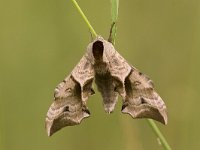 Pauwoogpijlstaart, Eyed Hawkmoth, Smerinthus ocellata : Fauna, Insect, Lepidoptera, Nachtvlinder, Ongewervelde