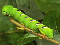 Sphinx ligustri 2, Ligusterpijlstaart, Vlinderstichting-Ab H Baas