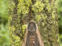 Ligusterpijlstaart, Privet Hawkmoth, Sphinx ligustri : Fauna, Insect, Lepidoptera, Nachtvlinder, Ongewervelde