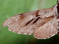 Sphinx pinastri 10, Dennenpijlstaart, Saxifraga-Ab H Baas