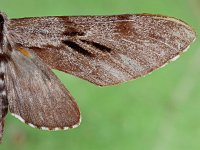 Sphinx pinastri 11, Dennenpijlstaart, Saxifraga-Ab H Baas