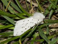 Spilosoma lubricipeda 11, Witte tijger, Saxifraga-Kars Veling