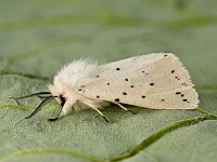 Spilosoma lubricipeda 15, Witte tijger, Saxifraga-Ab H Baas