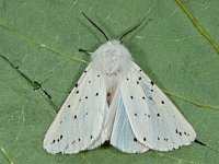 Spilosoma lubricipeda 16, Witte tijger, Saxifraga-Ab H Baas