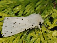 Spilosoma lubricipeda 2, Witte tijger, Saxifraga-Ab H Baas