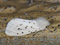 Spilosoma lubricipeda #12311 : Spilosoma lubricipeda, Witte tijger