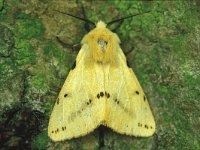 Spilosoma lutea 3, Gele tijger, male, Saxifraga-Janus Verkerk