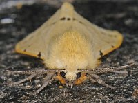 Spilosoma lutea 5, Gele tijger, Saxifraga-Ab H Baas