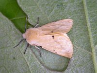 Spilosoma lutea 6, Gele tijger, Saxifraga-Peter Meininger