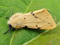 Spilosoma lutea 7, Gele tijger, Saxifraga-Ab H Baas