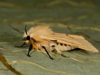 Spilosoma lutea 9, Gele tijger, Saxifraga-Ab H Baas