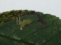 Stigmella anomalella 3, Bruine rozenmineermot, Saxifraga-Joep Steur