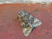 Subacronicta megacephala, Poplar Grey