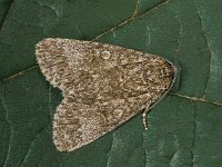 Subacronicta megacephala 6, Saxifraga-Zoran-Bozovic