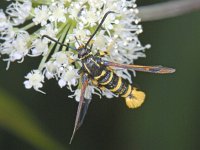 Synanthedon vespiformis 01 #08500 : Synanthedon vespiformis, Eikenwespvlinder