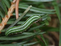 Thera obeliscata 1, Naaldboomspanner, Saxifraga-Rutger Barendse