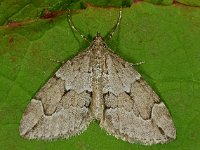 Thera obeliscata 3, Naaldboomspanner, Saxifraga-Ab H Baas