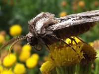 Tholera decimalis 3, Gelijnde grasuil, Saxifraga-Frank Dorsman  Tholera decimalis, Gelijnde grasuil AW-duinen 150811