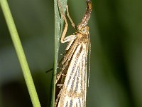 Thysanotia chrysonuchella 2, Saxifraga-Peter Gergely