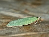 Tortrix viridana 4, Saxifraga-Ab H Baas