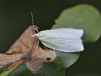 Tortrix viridana 5, Saxifraga-Tom Heijnen