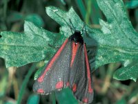 Tyria jacobaeae 10, Sint-jacobsvlinder, female, Saxifraga-Frits Bink