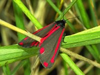 225_06A, Tyria jacobaeae : Thyria jacobaea, Sint Jacobsvlinder, Cinnabar moth