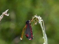 Tyria jacobaeae 28, Sint-jacobsvlinder, Saxifraga-Luuk Vermeer