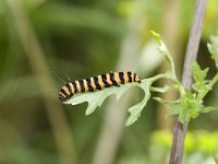 Tyria jacobaeae 5, Sint-jacobsvlinder, Vlinderstichting-Henk Bosma