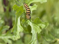 Tyria jacobaeae 7, Sint-jacobsvlinder, Vlinderstichting-Henk Bosma