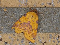 Xanthia togata, Pink-barred Sallow