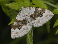 Xanthorhoe montanata #12438 : Xanthorhoe montanata, Geoogde bandspanner