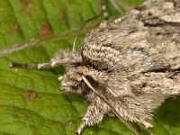 Xylocampa areola 2, Kamperfoelie-uil, Saxifraga-Ab H Baas