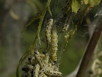 Yponomeuta evonymella 10, Vogelkersstippelmot, Saxifraga-Jan van der Straaten