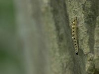 Yponomeuta evonymella 11, Vogelkersstippelmot, Saxifraga-Jelmer Reyntjes  Rups van de Vogelkersstippelmot (Yponomeuta evonymella) : Vogelkersstippelmot, Yponomeutan evonymella, mot, nachtvlinder, rups, zijde