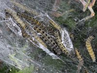 Yponomeuta evonymella 3, Vogelkersstippelmot, Saxifraga-Ab H Baas