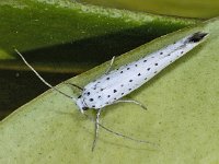 Yponomeuta evonymella 01 #02979 : Yponomeuta evonymella