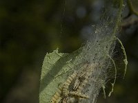 Yponomeuta evonymella 8, Vogelkersstippelmot, Saxifraga-Jan van der Straaten