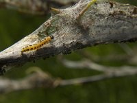 Yponomeuta evonymella 9, Vogelkersstippelmot, Saxifraga-Jan van der Straaten