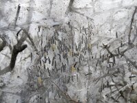 Yponomeuta padella 9, Meidoornstippelmot, Saxifraga-Willem van Kruijsbergen