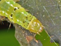 Ypsolopha parenthesella 2, Witvlekspitskopmot, Saxifraga-Ab H Baas