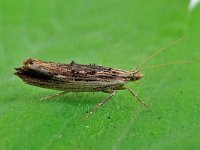 Ypsolopha scabrella 3, Gelijnde spitskopmot, Saxifraga-Ab H Baas