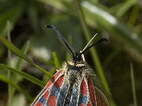 Zygaena exulans 2, Saxifraga-Willem van Kruijsbergen