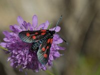 Zygaena filipendulae 13, Sint-jansvlinder, Saxifraga-Willem van Kruijsbergen