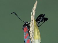 Zygaena filipendulae 16, Sint-jansvlinder, Saxifraga-Frits Bink